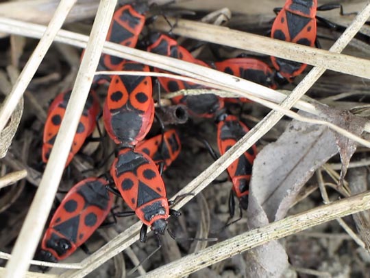 Gemeine Feuerwanze, Pyrrhocoris apterus
