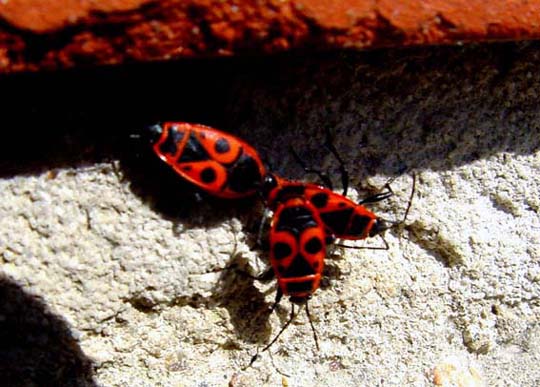 Gemeine Feuerwanze, Pyrrhocoris apterus