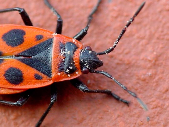 Gemeine Feuerwanze, Pyrrhocoris apterus