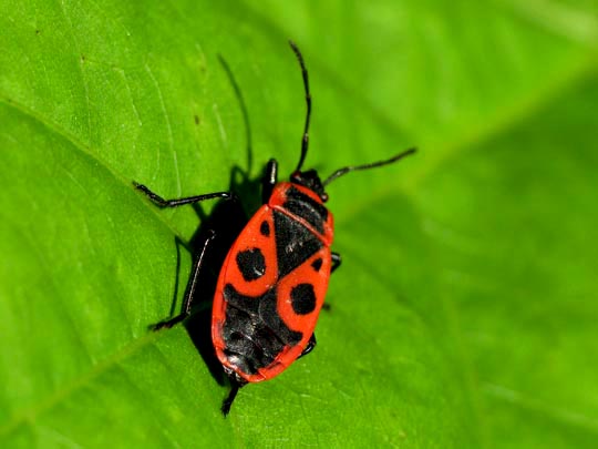 Gemeine Feuerwanze, Pyrrhocoris apterus