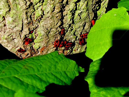 Gemeine Feuerwanze, Pyrrhocoris apterus