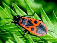 Feuerwanze, Pyrrhocoris apterus