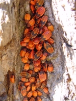 Feuerwanze, Pyrrhocoris apterus, Nymphen