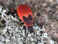 Feuerwanze, Pyrrhocoris apterus, Larve
