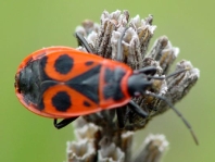 Feuerwanze, Pyrrhocoris apterus