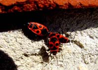 Feuerwanze, Pyrrhocoris apterus