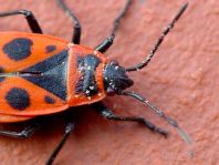 Feuerwanze, Pyrrhocoris apterus