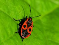 Feuerwanze, Pyrrhocoris apterus