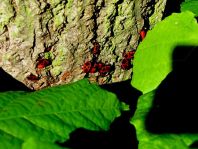Feuerwanze, Pyrrhocoris apterus