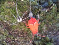 Feuerwanze, Pyrrhocoris apterus
