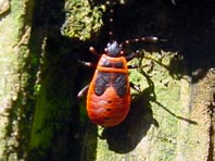 Feuerwanze, Pyrrhocoris apterus