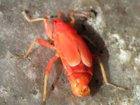 Feuerwanze, Pyrrhocoris apterus