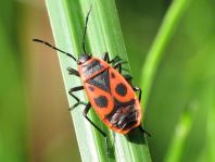 Feuerwanze, Pyrrhocoris apterus, Larve