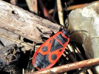 Feuerwanze, Pyrrhocoris apterus