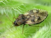 Dictyla humuli