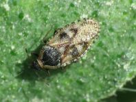Dictyla echii