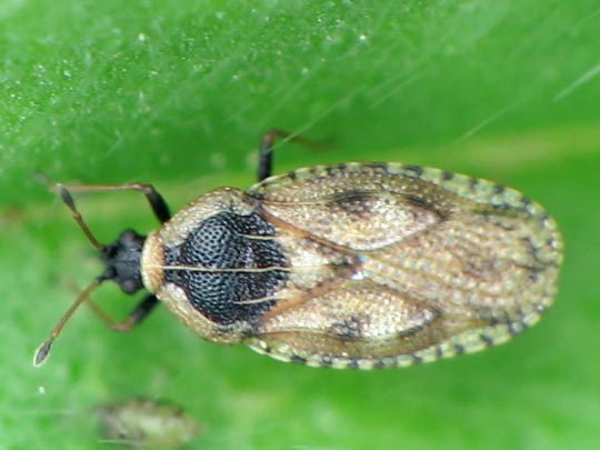 Dictyla echii