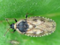 Dictyla echii