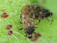 Dictyla echii