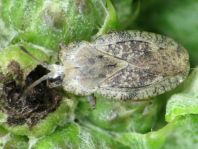 Tingis ampliata