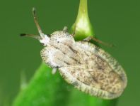 Tingis ampliata