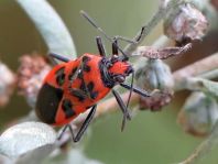 Zimtwanze, Corizus hyoscyami