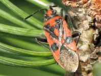 Zimtwanze, Corizus hyoscyami