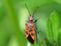 Zimtwanze, Corizus hyoscyami