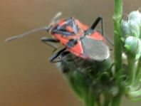 Zimtwanze, Corizus hyoscyami