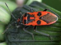 Zimtwanze, Corizus hyoscyami