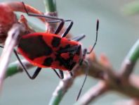 Zimtwanze, Corizus hyoscyami