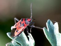 Zimtwanze, Corizus hyoscyami