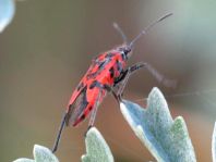 Zimtwanze, Corizus hyoscyami