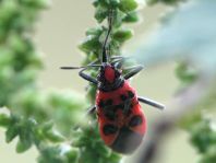 Zimtwanze, Corizus hyoscyami