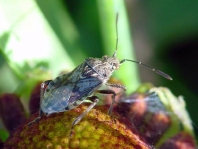 Stictopleurus