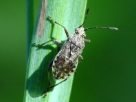 Stictopleurus