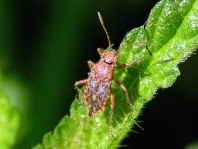 Rhopalus
