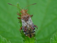 Hellbraune Glasflügelwanze, Rhopalus subrufus