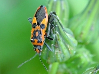Hellbraune Zimtwanze, Corizus hyoscyami