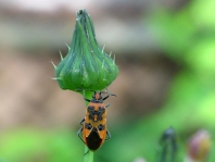 Hellbraune Zimtwanze, Corizus hyoscyami