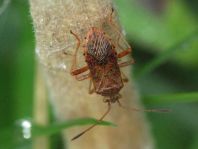 Rhopalidae