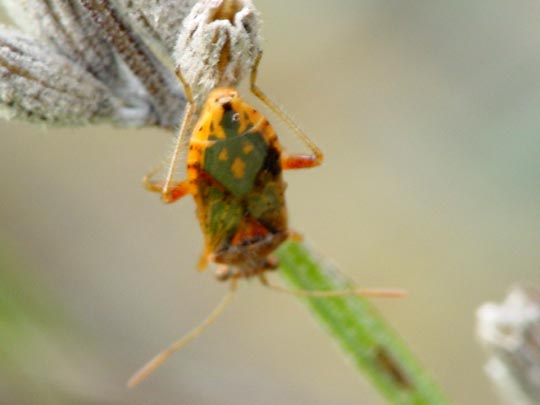Rhopalus parumpunctatus<