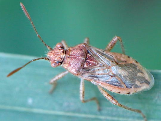 Rhopalus parumpunctatus<