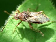 Rhopalus