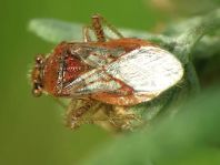 Rhopalus