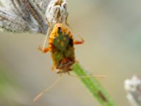 Rhopalus parumpunctatus
