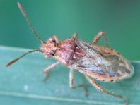 Rhopalus parumpunctatus
