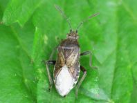 Stictopleurus