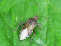 Stictopleurus