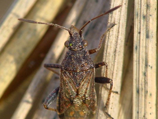 Stictopleurus
